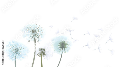 Dandelions flower png border  transparent background