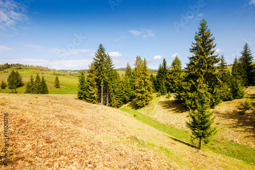 coniferous trees on the grassy hills and meadows of the carpathian countryside in spring. rural landscape of ukraine on a sunny day