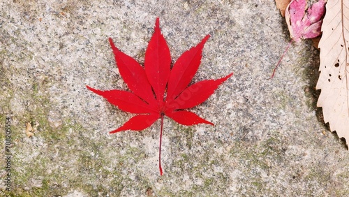 빨간 단풍잎