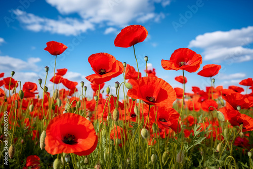 Beautiful red poppy flowers under blue sky with clouds Remembrance day