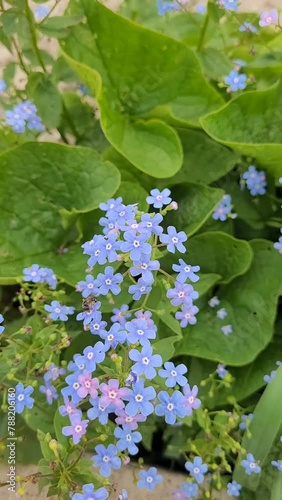 Forget-me-not blue Flowers with Bee sway by the Wind. Beautiful Flowers Background. Floral aesthetic Vertical video can used social media reels backdrop.