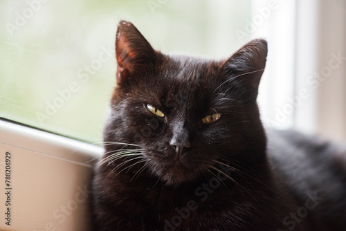 Portrait of a black beautiful cat.