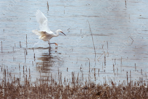 White Egret landing in water