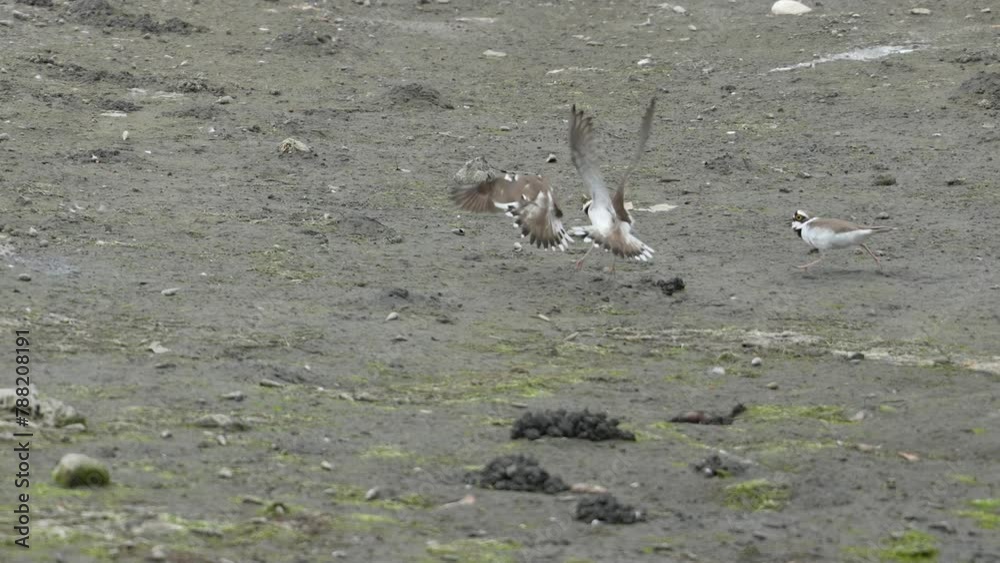 little ringed plover in a field little ringed plover in a field