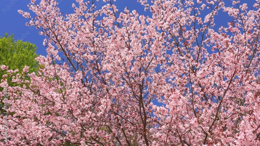 Cherry blossoms swaying in the wind and blue sky Cherry blossoms swaying in the wind and blue sky