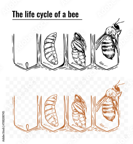 Life cycle of a bee, vector monochrome sketch illustration, hand drawn, black outline