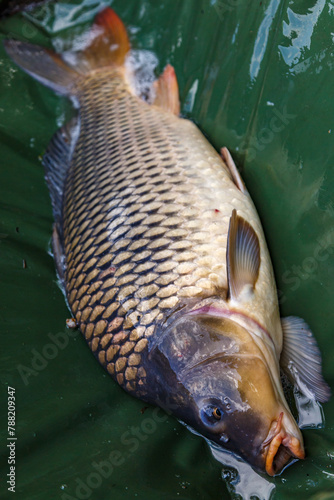 Carpfishing session at the Lake.Carp Angling.Live carp in a swing caught by sunrise.Big common carp on the unhooking mat.Fishing adventures.Fish trophy