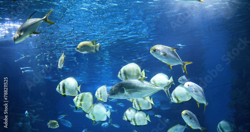 Picture of group of fish swimming underwater