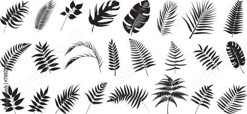 Ferns and Palm Leaves Vector Set: Black Color, Flat Design