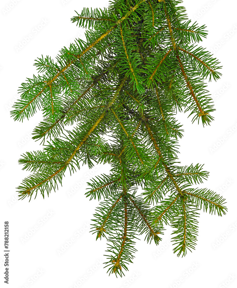 Obraz premium pine branch, pine-tree twig. Spruce . fir-tree. Decoration for new year and christmas, xmas festive and holidays. on transparent, png