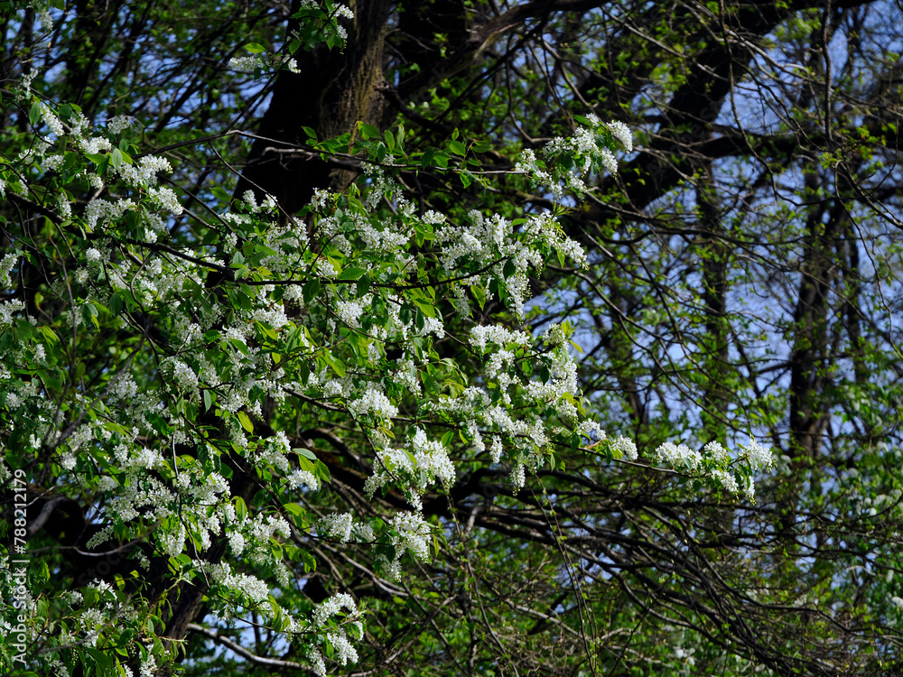 Czeremcha zwyczajna (Prunus padus L.) – gatunek drzewa lub dużego krzewu z rodziny różowatych. Zakwita wczesną wiosną.
