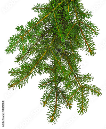 pine branch  pine-tree twig. Spruce . fir-tree. Decoration for new year and christmas  xmas festive and holidays. on transparent  png