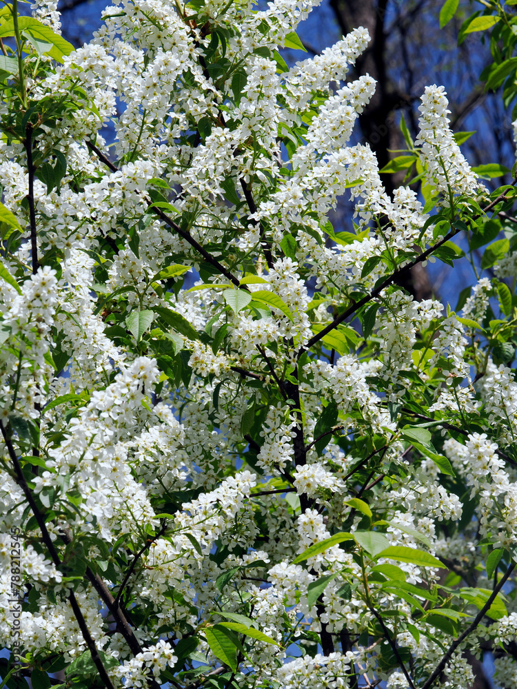 Czeremcha zwyczajna (Prunus padus L.) – gatunek drzewa lub dużego krzewu z rodziny różowatych. Zakwita wczesną wiosną.