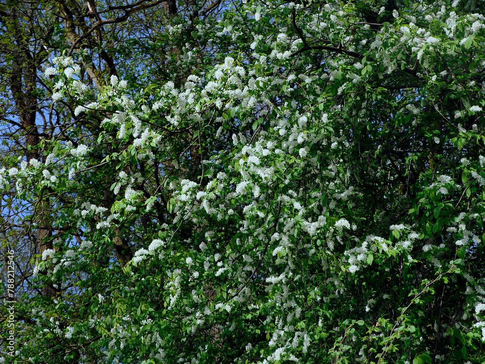 Czeremcha zwyczajna (Prunus padus L.) – gatunek drzewa lub dużego krzewu z rodziny różowatych. Zakwita wczesną wiosną.
