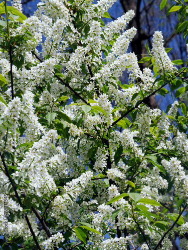 Obraz na płótnie Czeremcha zwyczajna (Prunus padus L.) – gatunek drzewa lub dużego krzewu z rodziny różowatych. Zakwita wczesną wiosną. w salonie