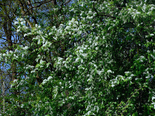Obraz na płótnie Czeremcha zwyczajna (Prunus padus L.) – gatunek drzewa lub dużego krzewu z rodziny różowatych. Zakwita wczesną wiosną. w salonie