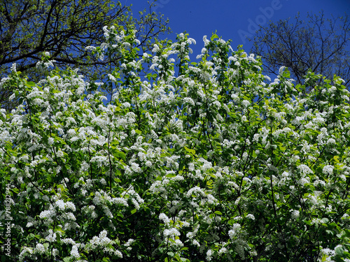 Obraz na płótnie Czeremcha zwyczajna (Prunus padus L.) – gatunek drzewa lub dużego krzewu z rodziny różowatych. Zakwita wczesną wiosną. w salonie