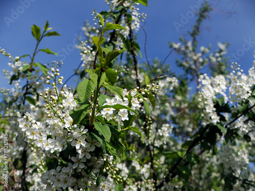 Obraz na płótnie Czeremcha zwyczajna (Prunus padus L.) – gatunek drzewa lub dużego krzewu z rodziny różowatych. Zakwita wczesną wiosną. w salonie