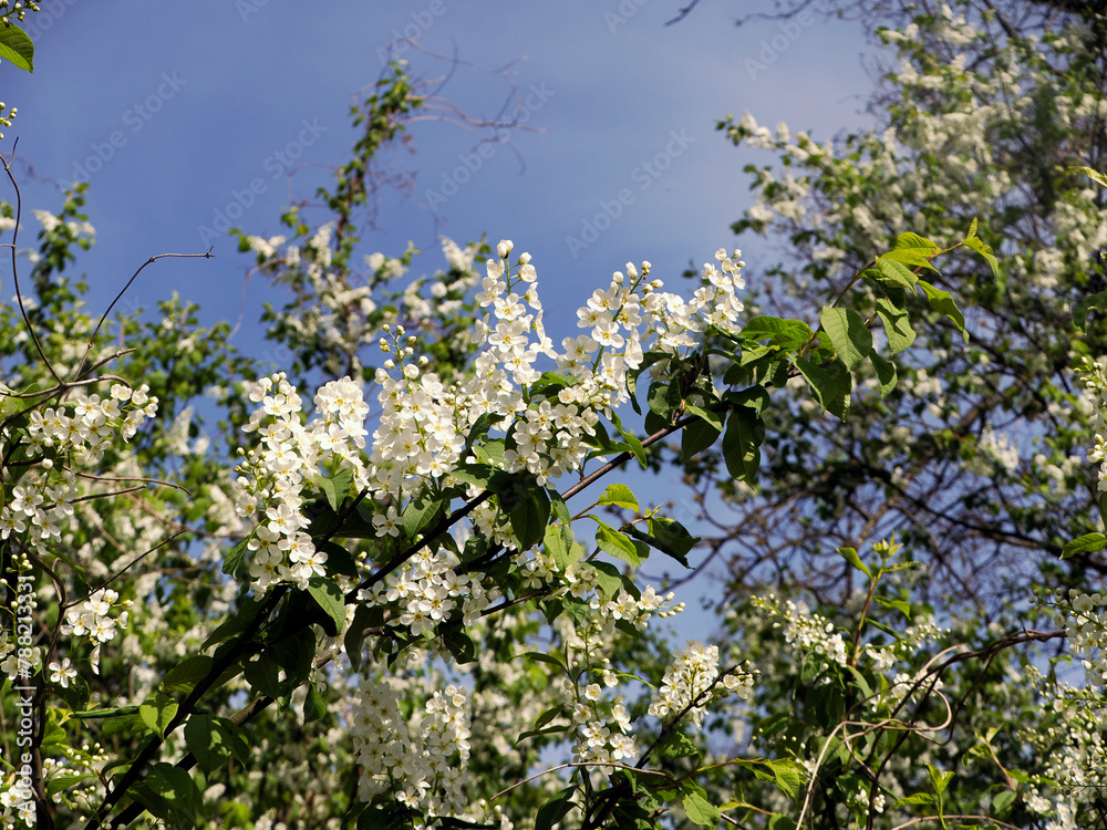 Czeremcha zwyczajna (Prunus padus L.) – gatunek drzewa lub dużego krzewu z rodziny różowatych. Zakwita wczesną wiosną.