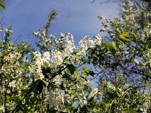 Obraz na płótnie Czeremcha zwyczajna (Prunus padus L.) – gatunek drzewa lub dużego krzewu z rodziny różowatych. Zakwita wczesną wiosną. w salonie