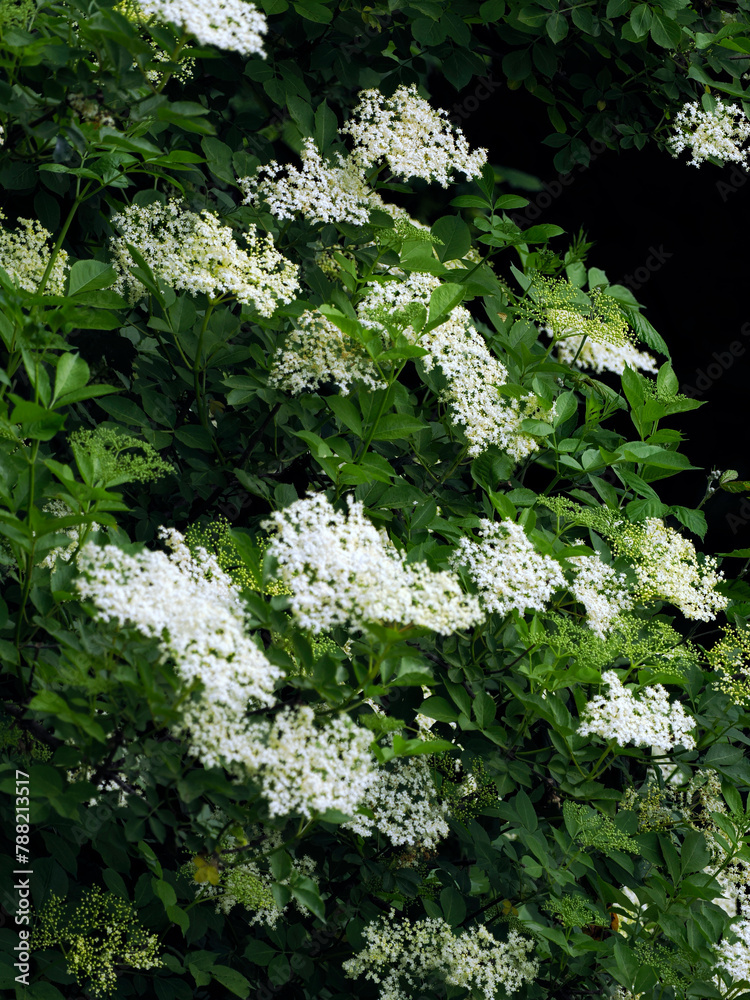 Bez czarny, dziki bez czarny (Sambucus nigra L.) jest krzewek kiedy zakwita oznacza to początek lata. Jest rośliną która dostarcza cennych składników lwczniczych