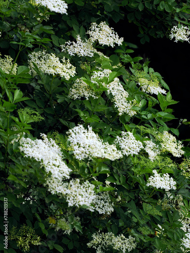 Bez czarny, dziki bez czarny (Sambucus nigra L.) jest krzewek kiedy zakwita oznacza to początek lata. Jest rośliną która dostarcza cennych składników lwczniczych