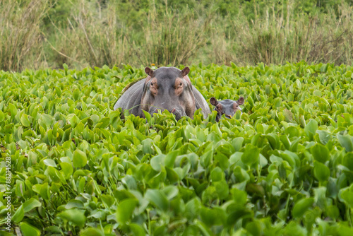 Hippo with baby in the Murchison Falls National Park, Uganda