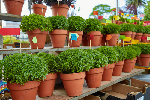 Rows of Manjerico plants with small flags on a market shelf for summer festival in June San Juan photo