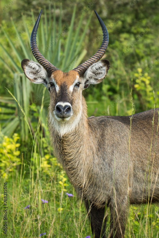 Fototapeta premium Defassa waterbuck in the Murchison Falls National Park, Uganda