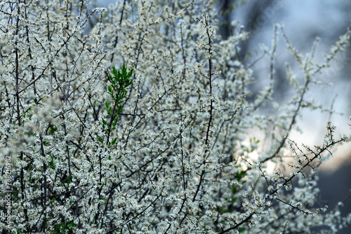 Śliwa tarnina, tarnina, tarka dzika śliwa (Prunus spinosa L.) – gatunek krzewu który wczesna wiosną zakwita a jesienią obsypany jest owocami