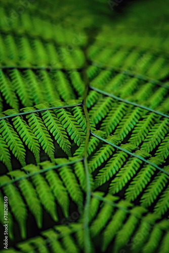 Fern leave background close up