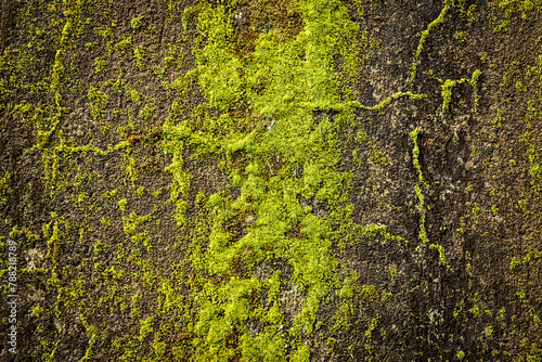 Green mossy concrete wall close up selective focus