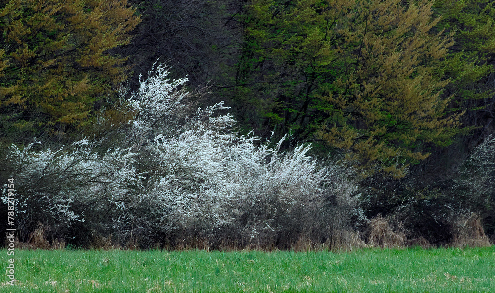 Śliwa tarnina, tarnina, tarka dzika śliwa (Prunus spinosa L.) – gatunek krzewu który wczesna wiosną zakwita a jesienią obsypany jest owocami