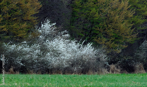 Śliwa tarnina, tarnina, tarka dzika śliwa (Prunus spinosa L.) – gatunek krzewu który wczesna wiosną zakwita a jesienią obsypany jest owocami