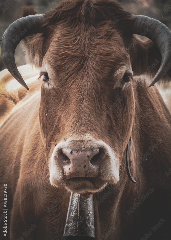 Limousin Cow Head Portrait Limousin Cow Head Portrait