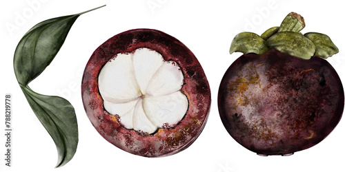 Mangosteen fruit watercolor set. Tropical fruit illustration hand drawing isolated on white background. Botanical clip art of asian food garcinia. Realistic mangostana sketch for designing menus of