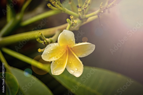 Frangipani flower in soft morning light and rain drops, selective focus, close up