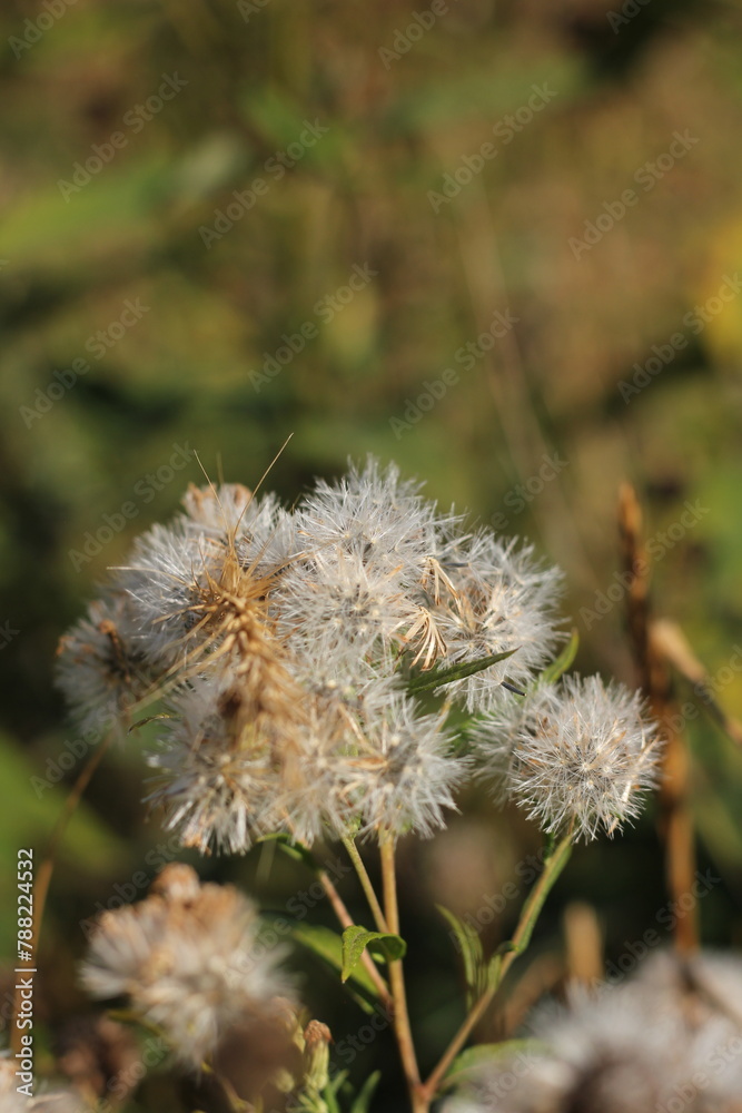 Fluffy dry flowers growing in the meadow. Fluffy dry flowers growing in the meadow.