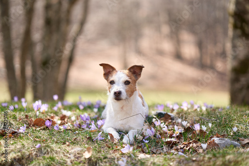 Jack Russell Terrier rests among spring blooms. The small dog lies down, serene against a backdrop of trees and crocuses