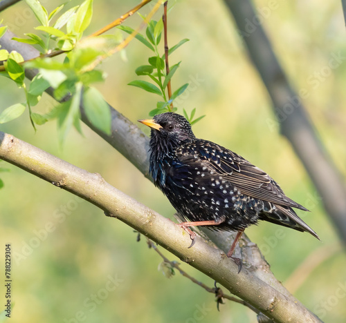Common starling. On an early spring morning, a bird sits on a branch among the young foliagei