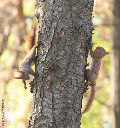 Red squirrel, Sciurus vulgaris. The animals chase each other down the trunk of the tree