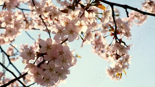 Blossoms fall from trees against beautiful blur orchard blooming background slow motion. Spring view of opening Sakura flowers on branches Cherry tree. Falling cherry blossoms on sunny spring. Japan (ID: 788230197)