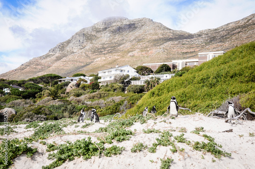 colony of pinguines living at the boulders beach in south africa