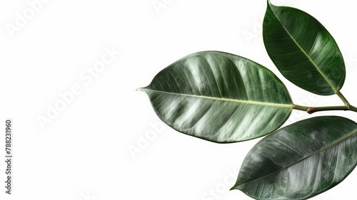 Rubber plant leaf isolated on white, showing texture and sheen.
