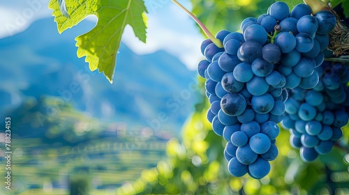 large bunch of ripe blue grapes on the vine, with blurred mountains on background. ai generated