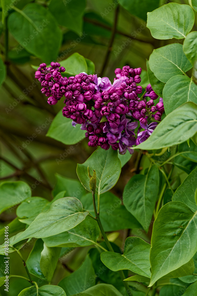 A blooming lilac photographed close up. A blooming lilac photographed close up.