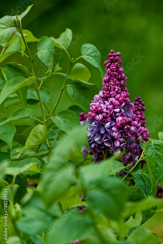 A blooming lilac photographed close up. © J.M.C. Foto
