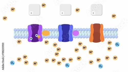 An electron transport chain, Oxidative phosphorylation, the final stage of cellular respiration. It occurs in the inner mitochondrial membrane. aimation 2d photo