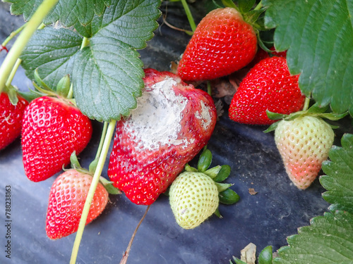 moldy, strawberry, powdery, mildew, moldy strawberry, powdery mildew, rot, rotten, strawberries, garden, mold, plant, food, fruit, mouldy, red, waste, natural, mould, culture, organic, spore, berry. photo