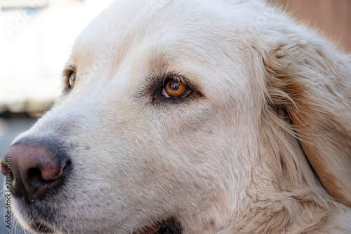 tan mastiff cross dog with chocolate nose